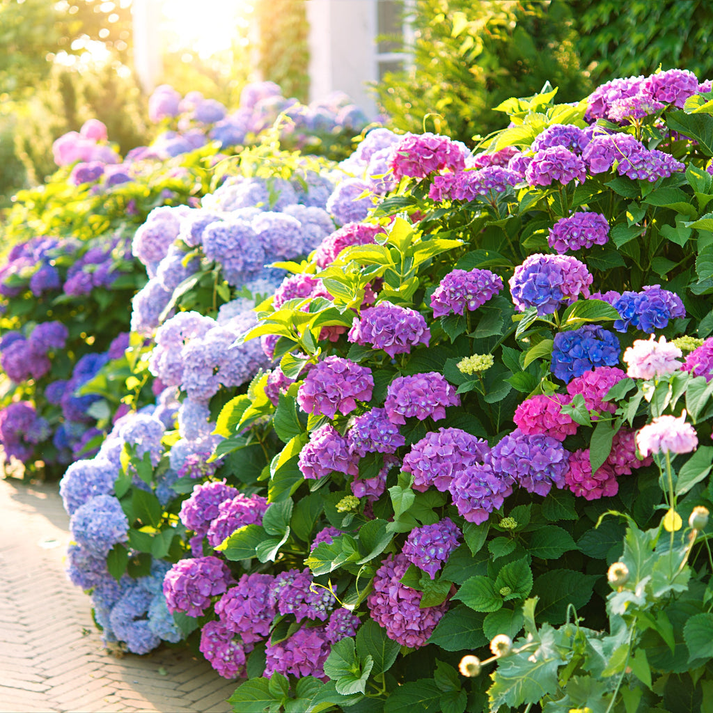 Hydrangea Flower seeds for Planting Garden Favorite, Heirloom & GMO Free Seeds for Home Garden vegetable and garden seeds