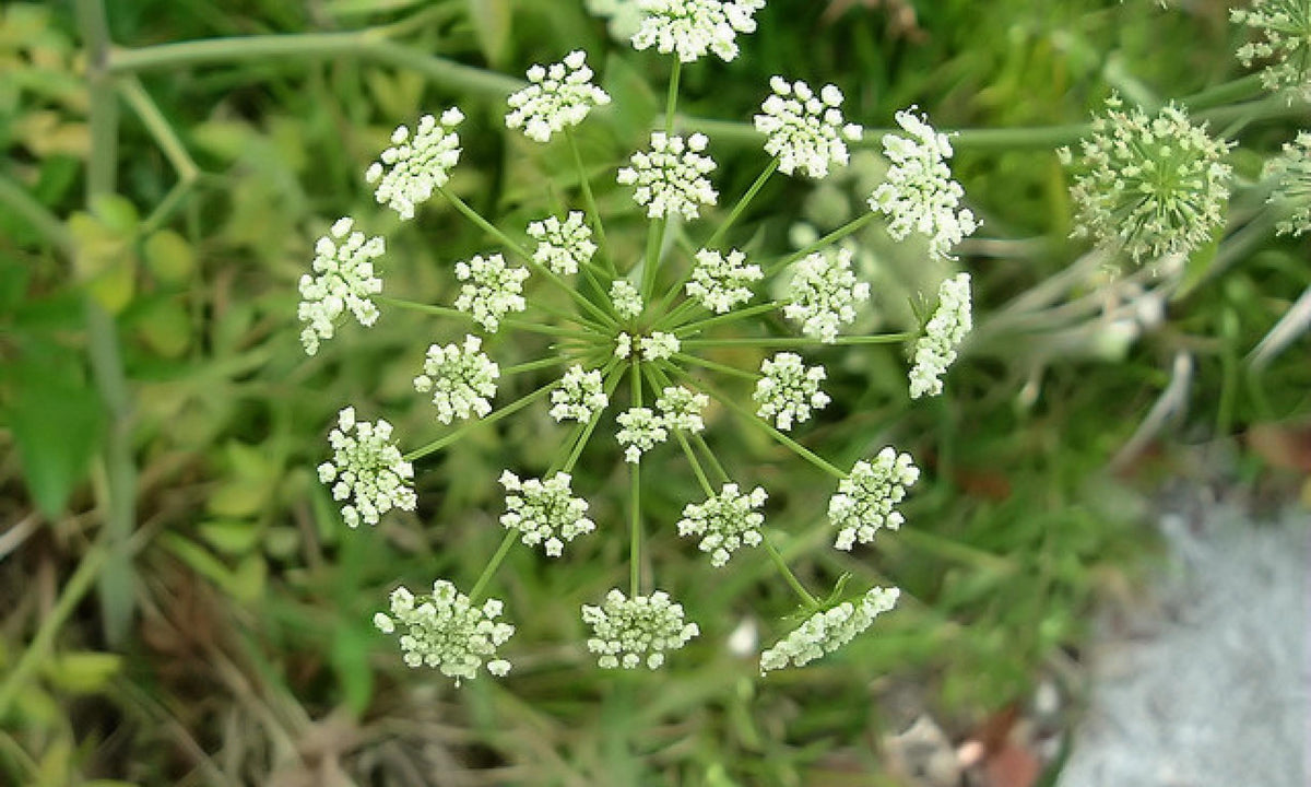 Cicuta Maculata Flower seeds for Planting Garden Favorite Heirloom & GMO Free Seeds for Home Garden
