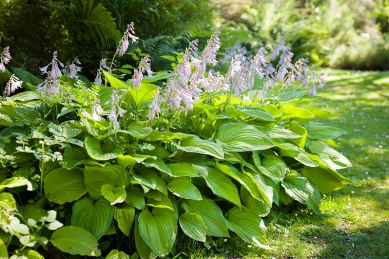 Hosta Perennial Flower seeds for Planting Premium Quality Heirloom & GMO Free Seeds for Home Garden