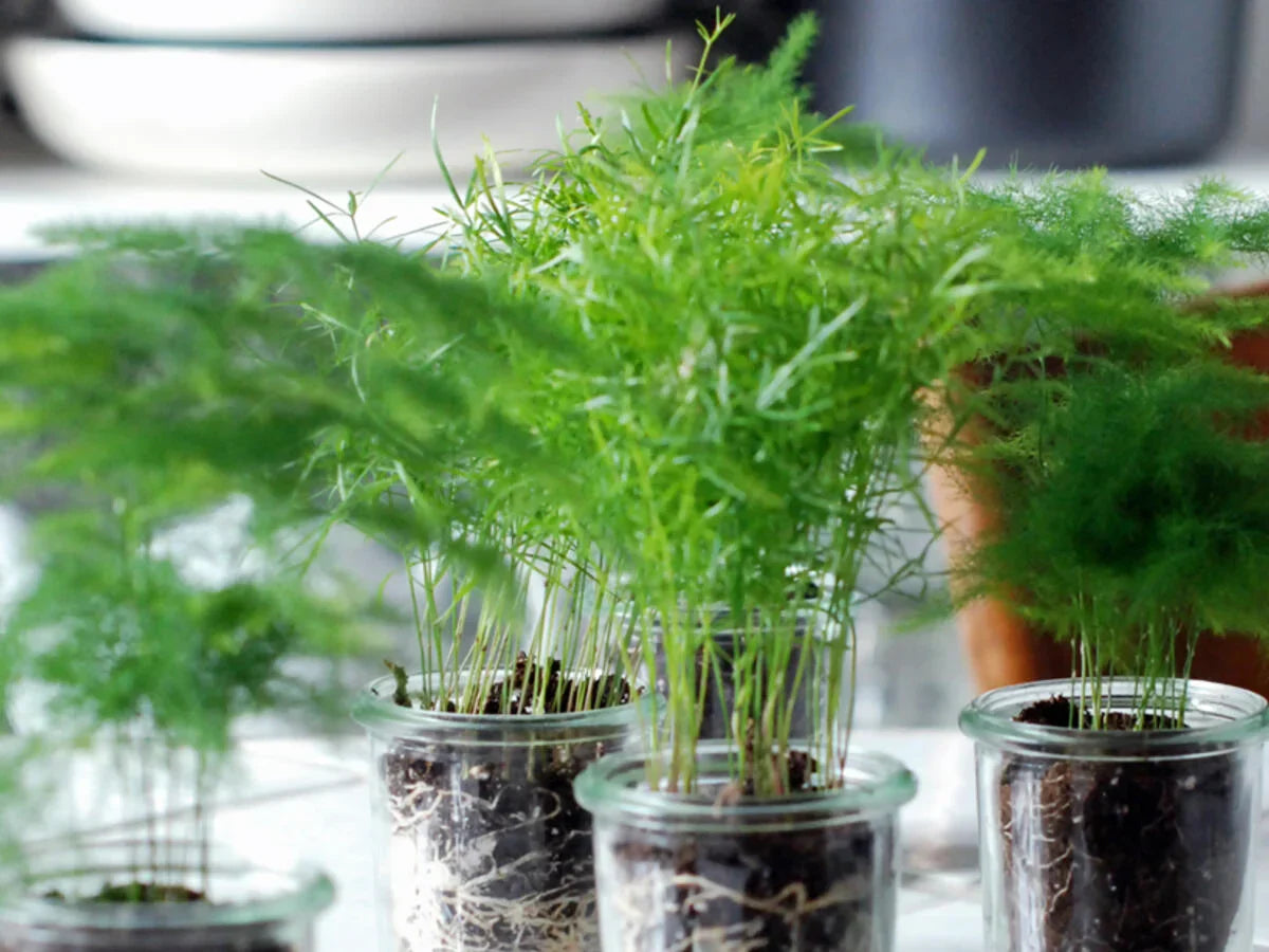 Zierspargel Plant Seeds Planting Lush