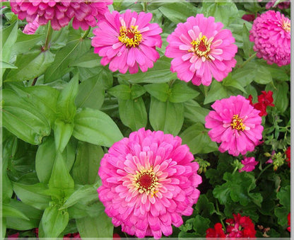Yellow Pink Zinnia Flower seeds for Planting Easy to Grow Heirloom & GMO Free Seeds for Home Garden