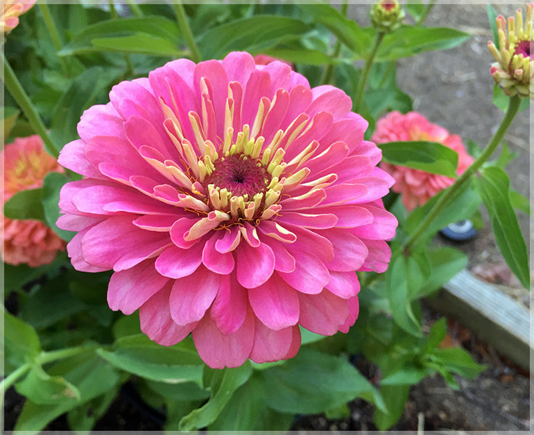 Premium Pink Calendula Flower seeds for Planting Colorful Display, Heirloom & GMO Free Seeds for Home Garden seeds