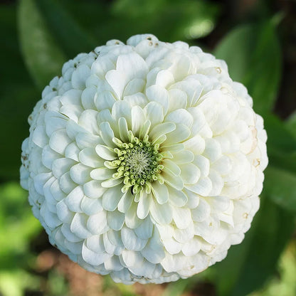 Heirloom White Zinnia Salmon Flower seeds for Planting Vibrant Colors Heirloom & GMO Free Seeds for Home Garden