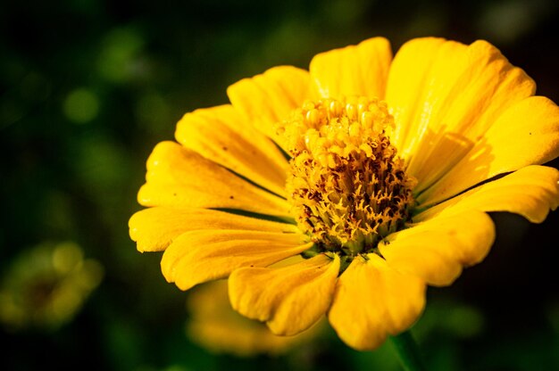 Premium Yellow Zinnia Elegans Flower seeds for Planting Premium Quality, Heirloom & GMO Free Seeds for Home Garden seeds