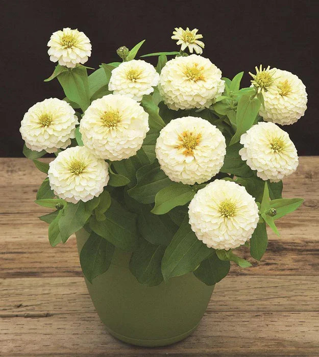 Premium White Oklahoma Flower seeds for Planting Bright Blooms, Heirloom & GMO Free Seeds for Home Garden seeds