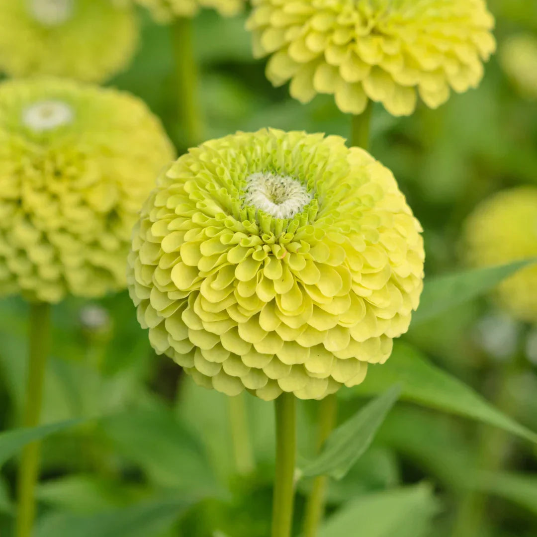 Step-by-Step Guide for Growing Zinnia Seedlings