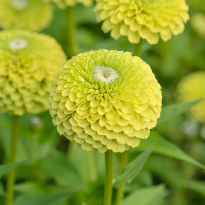 Step-by-Step Guide for Growing Zinnia Seedlings
