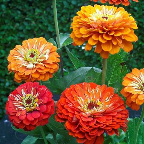 Zinnia Orange Flower seeds for Planting Bright Blooms, Heirloom & GMO Free Seeds for Home Garden seeds for planting