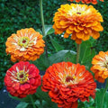 Zinnia Orange Flower seeds for Planting Bright Blooms, Heirloom & GMO Free Seeds for Home Garden seeds for planting