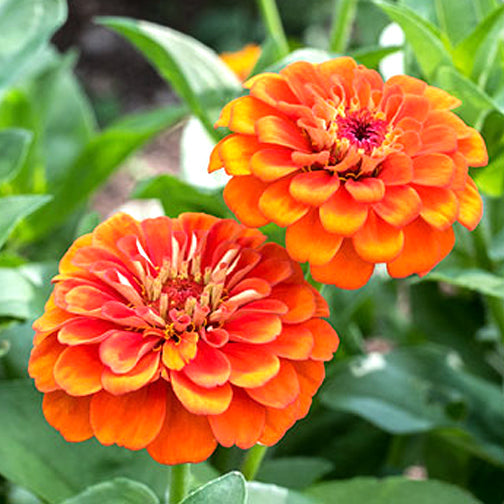 Orange Anthemoides Flower seeds for Planting Colorful Display, Heirloom & GMO Free Seeds for Home Garden vegetable and garden seeds