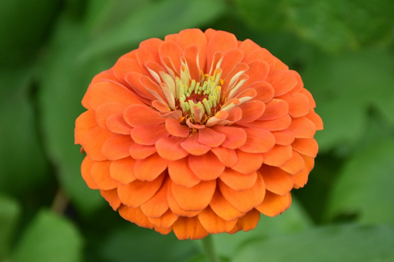 High quality Orange Yellow Zinnia Flower seeds for Planting Long Bloom Season, Heirloom & GMO Free Seeds for Home Garden seeds pack