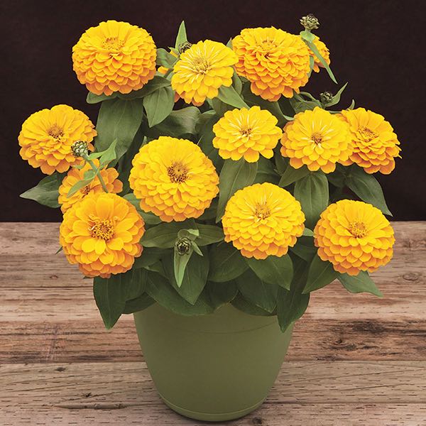 Yellow Red Zinnia Flower seeds for Planting Cut Flower Favorite, Heirloom & GMO Free Seeds for Home Garden vegetable and garden seeds