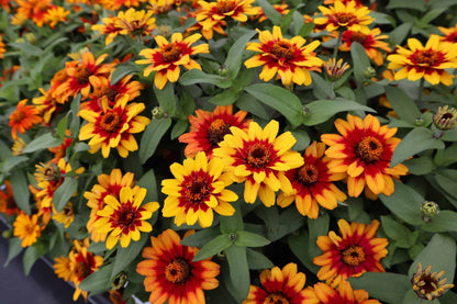 Zinnia Profusion Flower seeds for Planting Seasonal Bloomer Heirloom & GMO Free Seeds for Home Garden