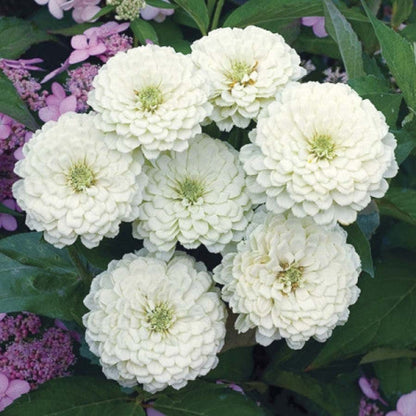 White Green Zinnia Flower seeds for Planting Wildflower Mix Heirloom & GMO Free Seeds for Home Garden