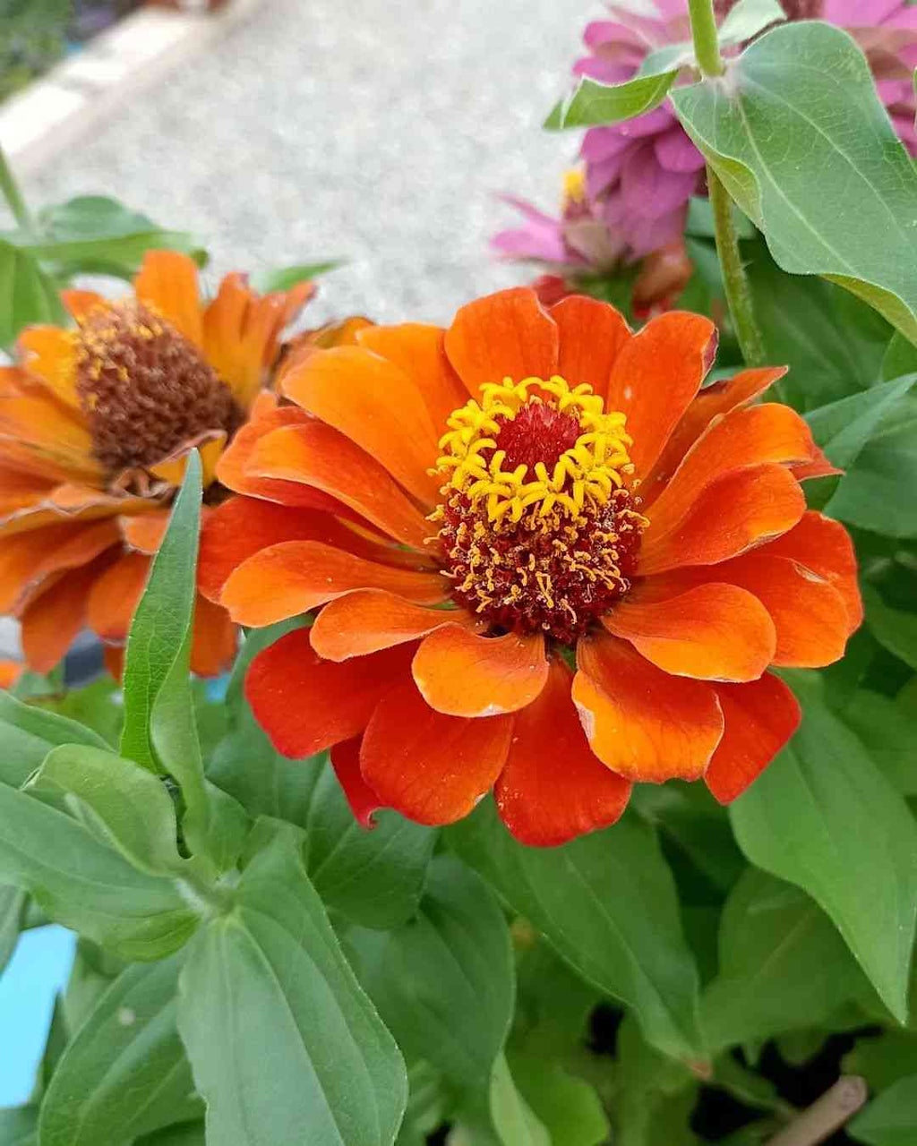 Zinnia Orange Flower seeds for Planting Bright Blooms, Heirloom & GMO Free Seeds for Home Garden vegetable and garden seeds