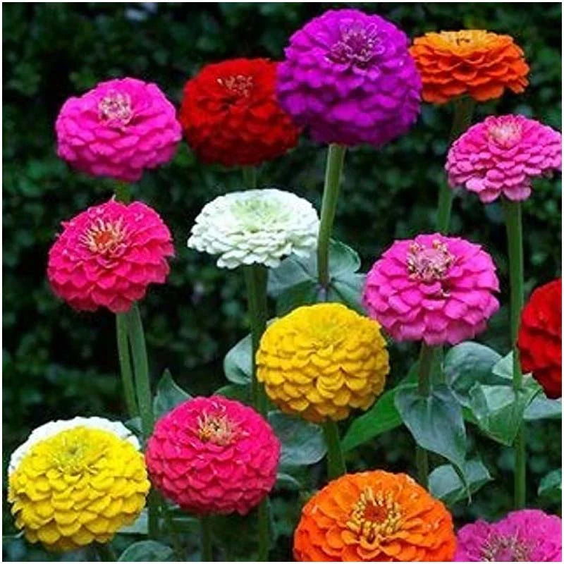 Premium Mixed Oenothera Biennis Flower seeds for Planting Cut Flower Favorite, Heirloom & GMO Free Seeds for Home Garden seeds