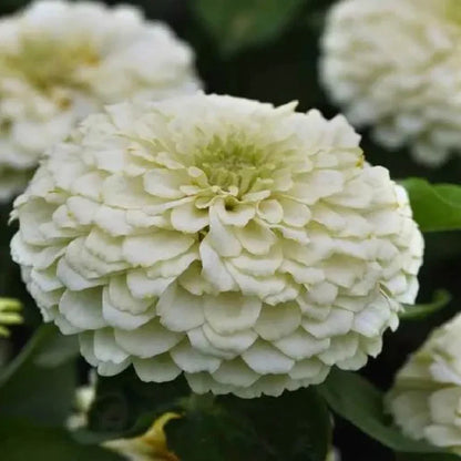 White Yellow Zinnia Flower seeds for Planting Cut Flower Favorite Heirloom & GMO Free Seeds for Home Garden