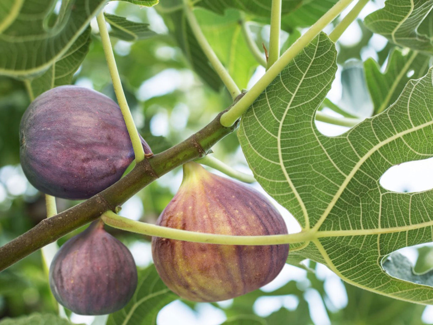 Kodota Fig Seeds for Planting Hardy Sweet Fruits