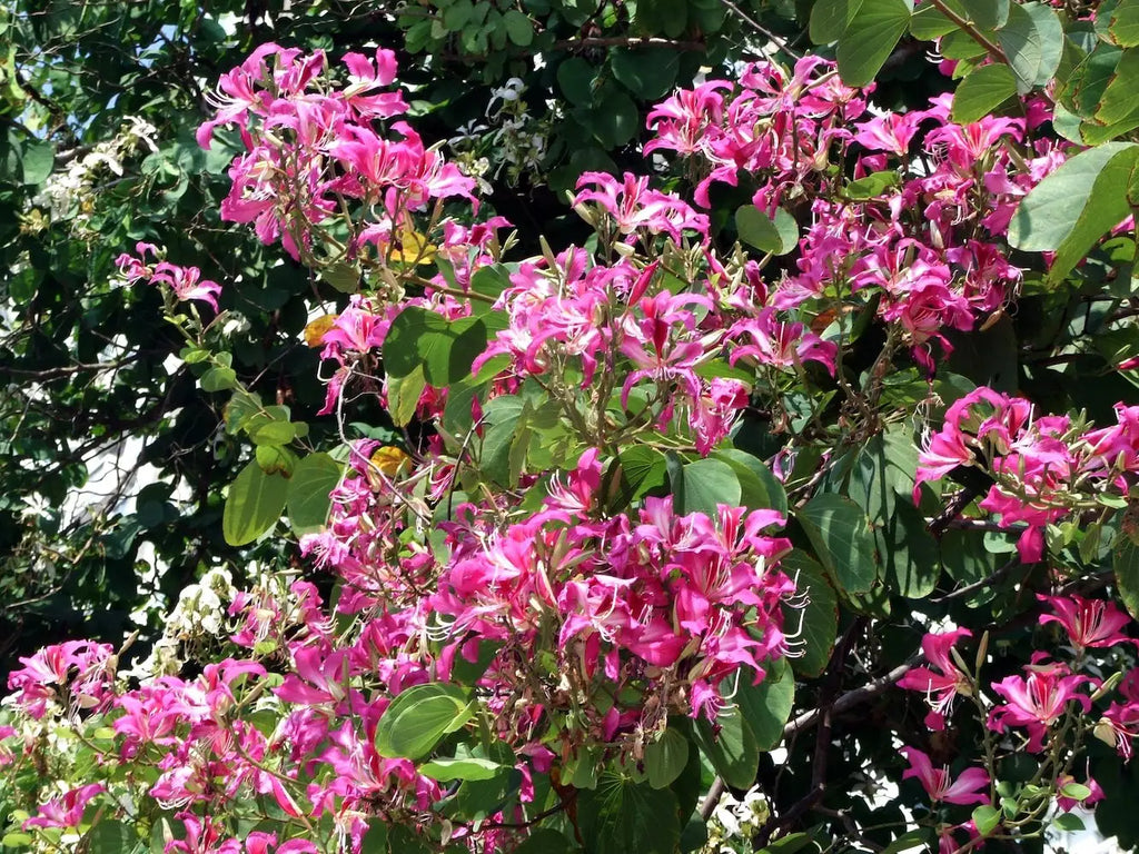 High quality Bauhinia Flower seeds for Planting Cut Flower Favorite Heirloom & GMO Free Seeds for Home Garden seeds pack