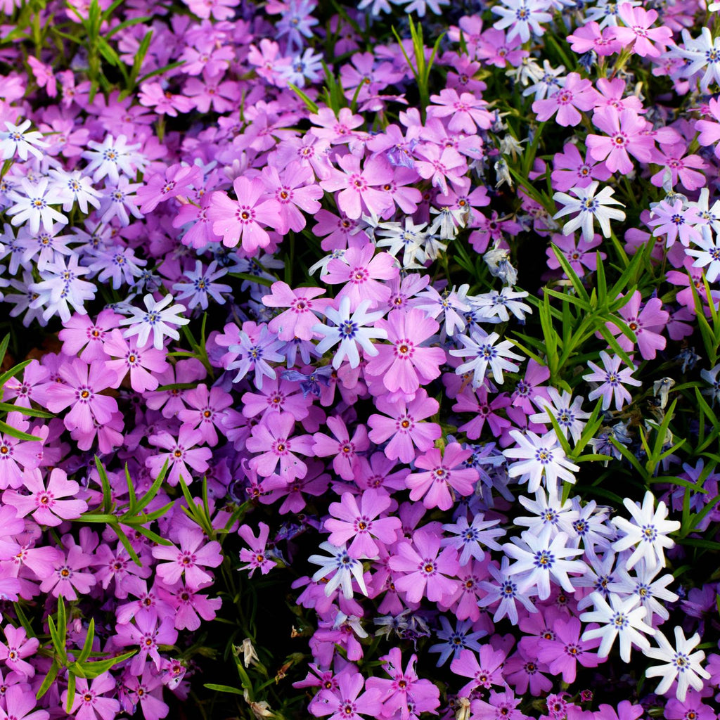 Premium Lavender Linanthus Flower seeds for Planting Vibrant Colors, Heirloom & GMO Free Seeds for Home Garden seeds