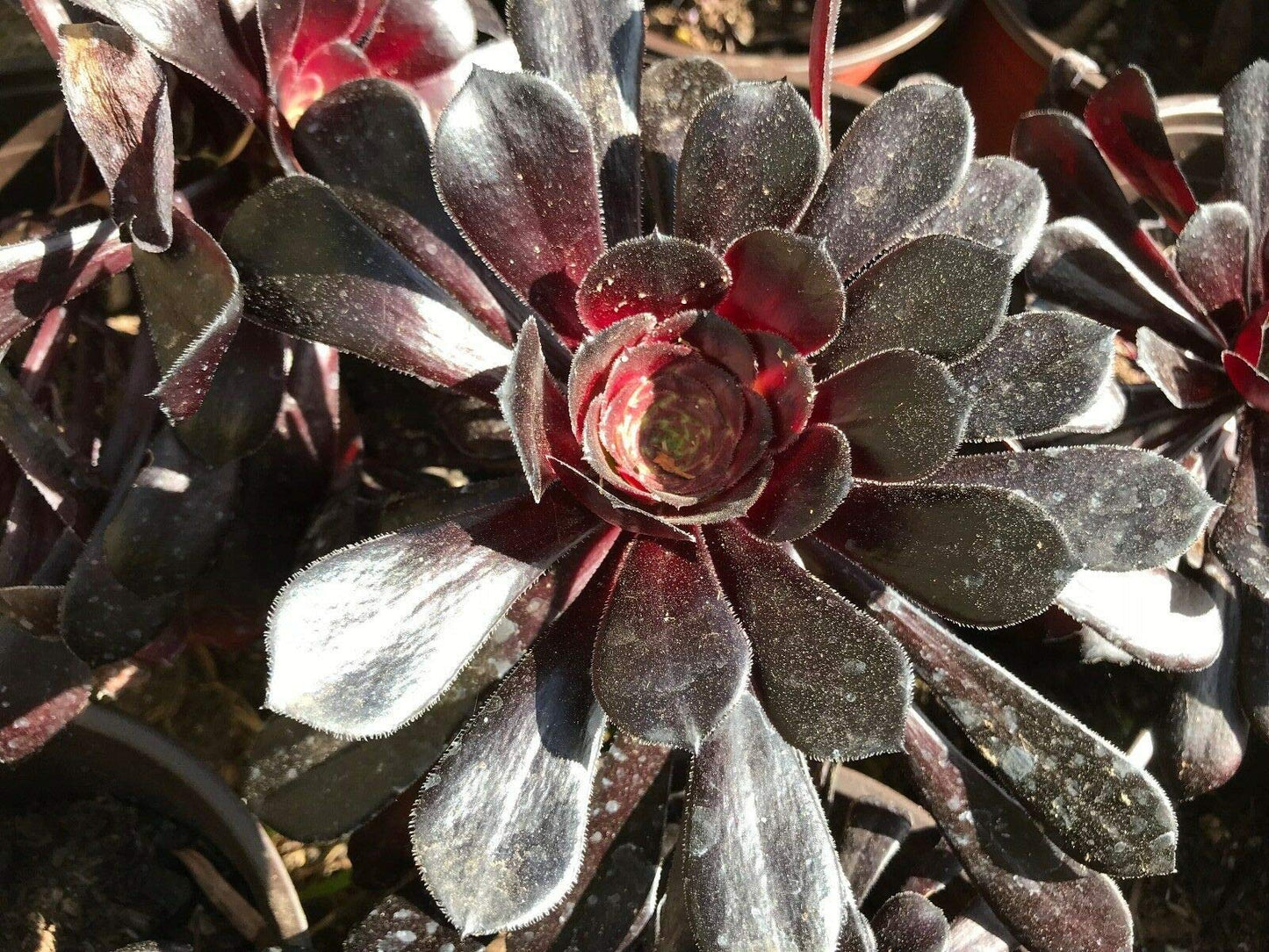 Zwartkop Succulent Plants in a Garden Setting