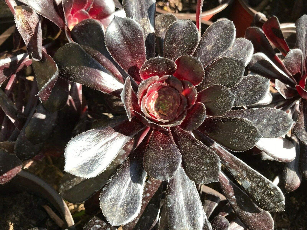Zwartkop Succulent Plants in a Garden Setting
