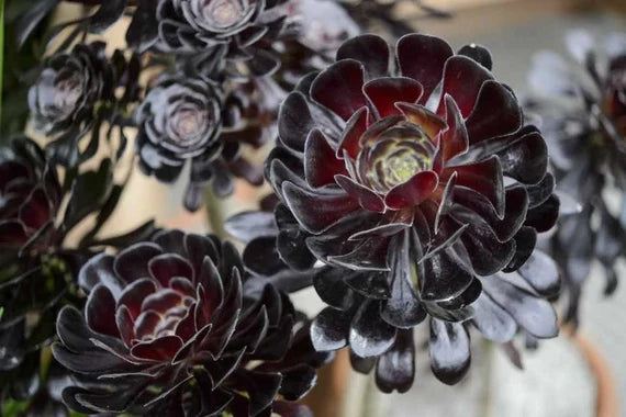 Zwartkop Succulent Plant Growing in Decorative Pot
