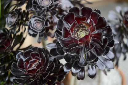 Zwartkop Succulent Plant Growing in Decorative Pot