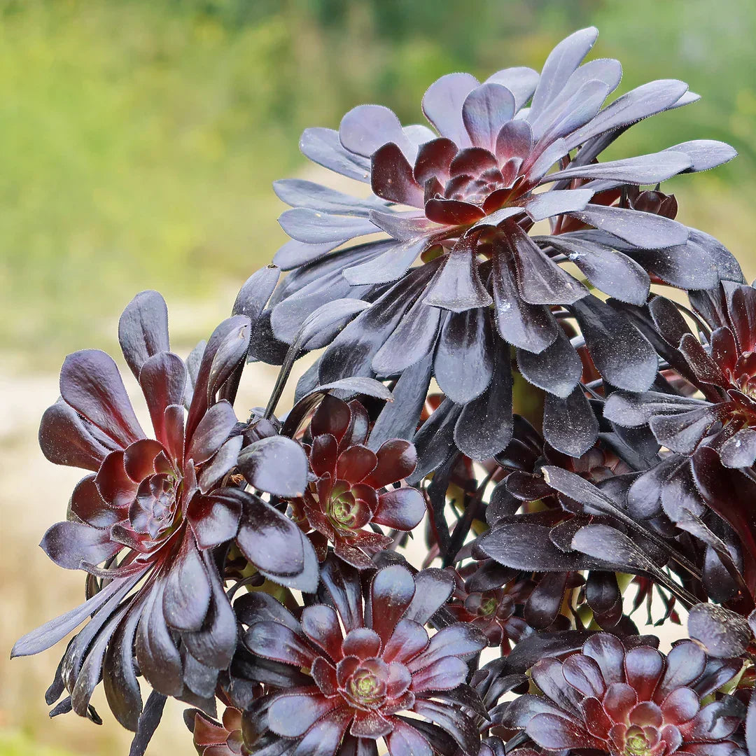 Zwartkop Succulentrose Seeds for Planting and Growing Succulent Plants