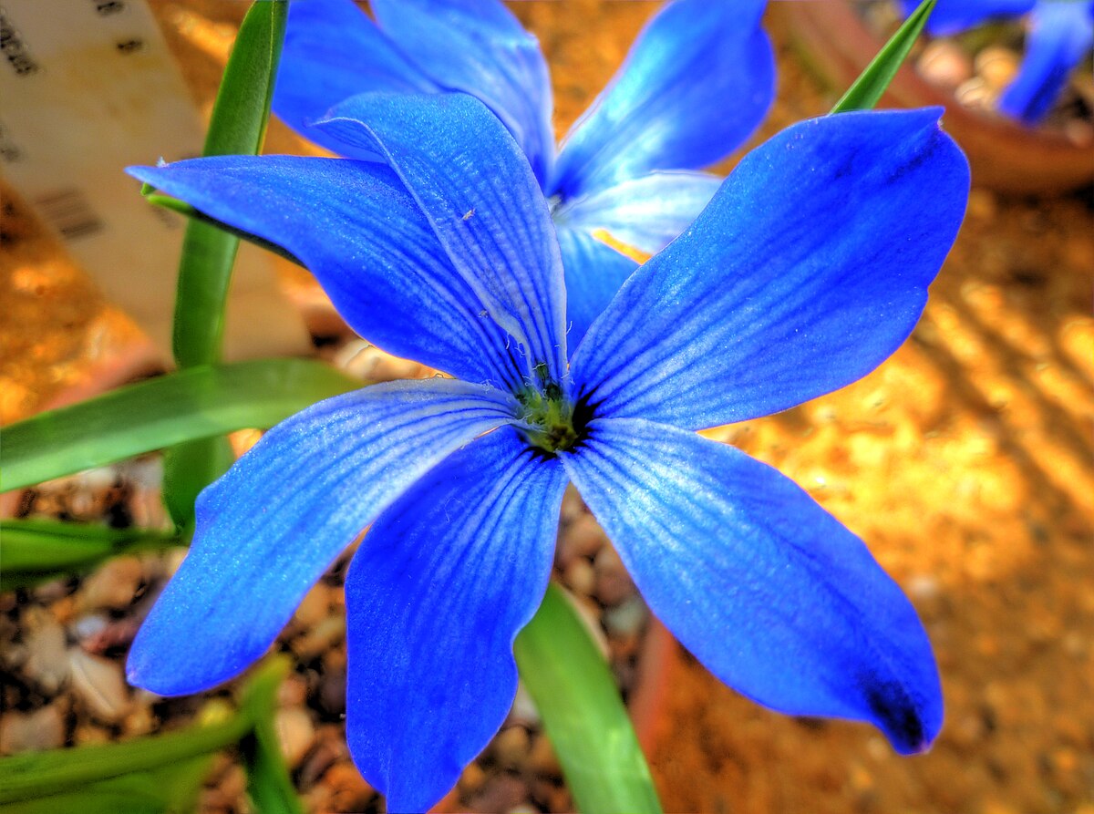 Blue Zygocactus flowers cascading from hanging basket