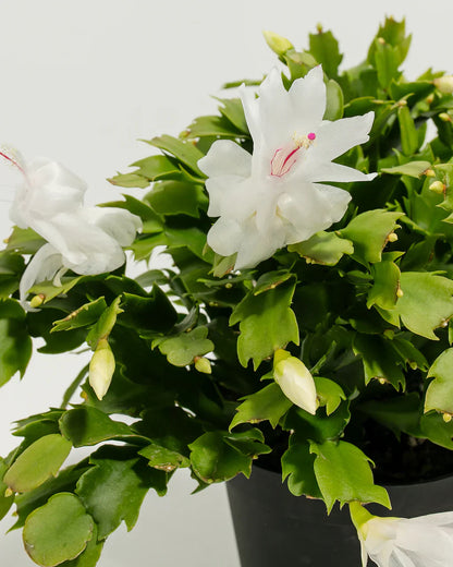 Zygocactus Truncatus Cactus Flower Seeds with White Blooms