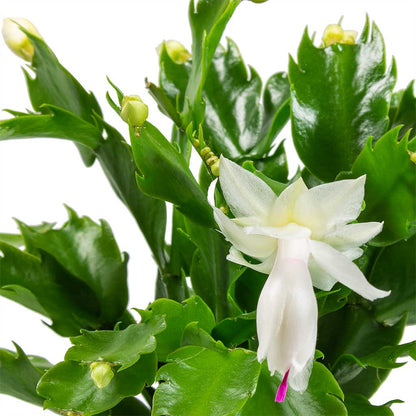 Zygocactus Truncatus White Flower Seeds for Planting in Pots or Gardens