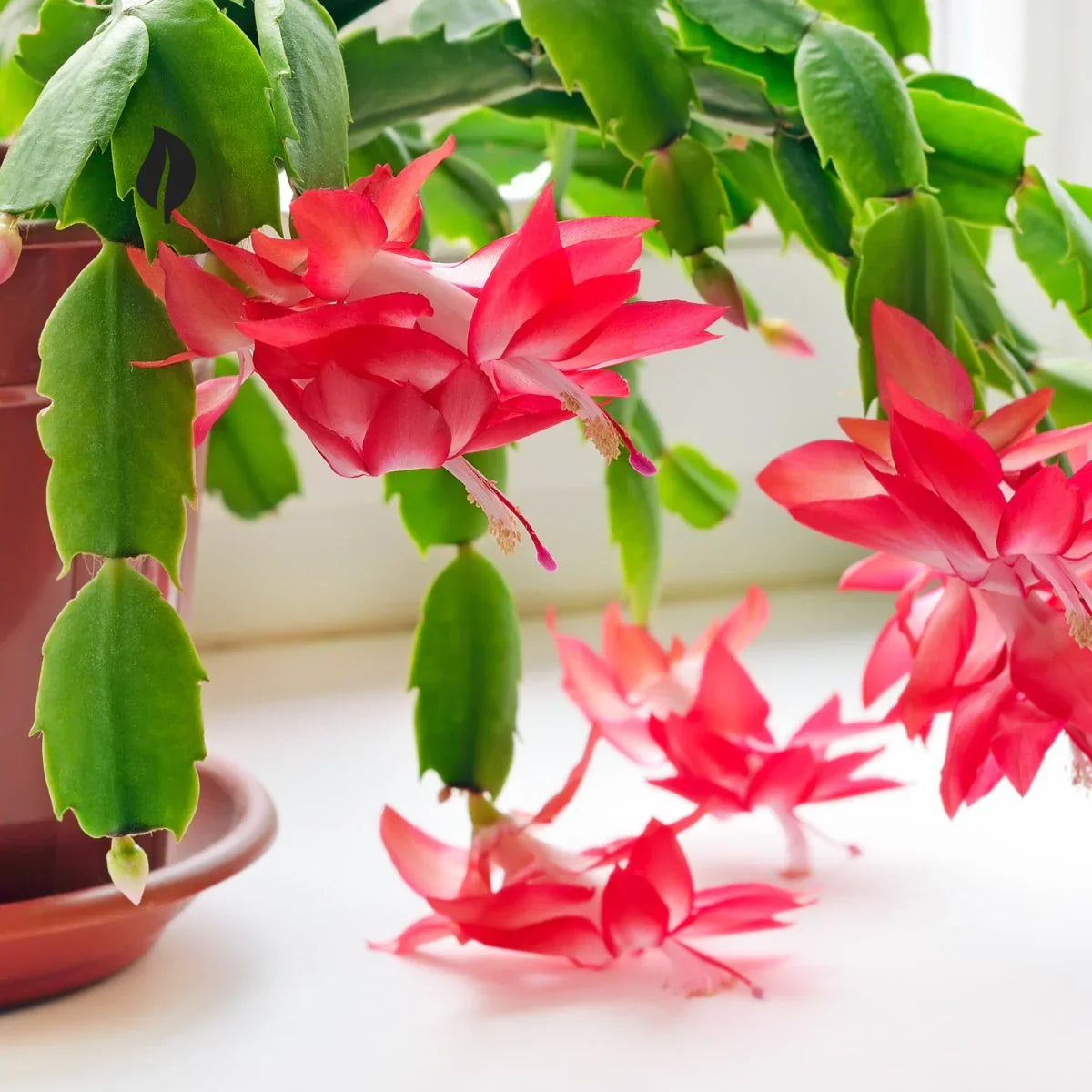 High quality Schlumbergera Peach Flower seeds for Planting Shade Tolerant, Heirloom & GMO Free Seeds for Home Garden seeds pack