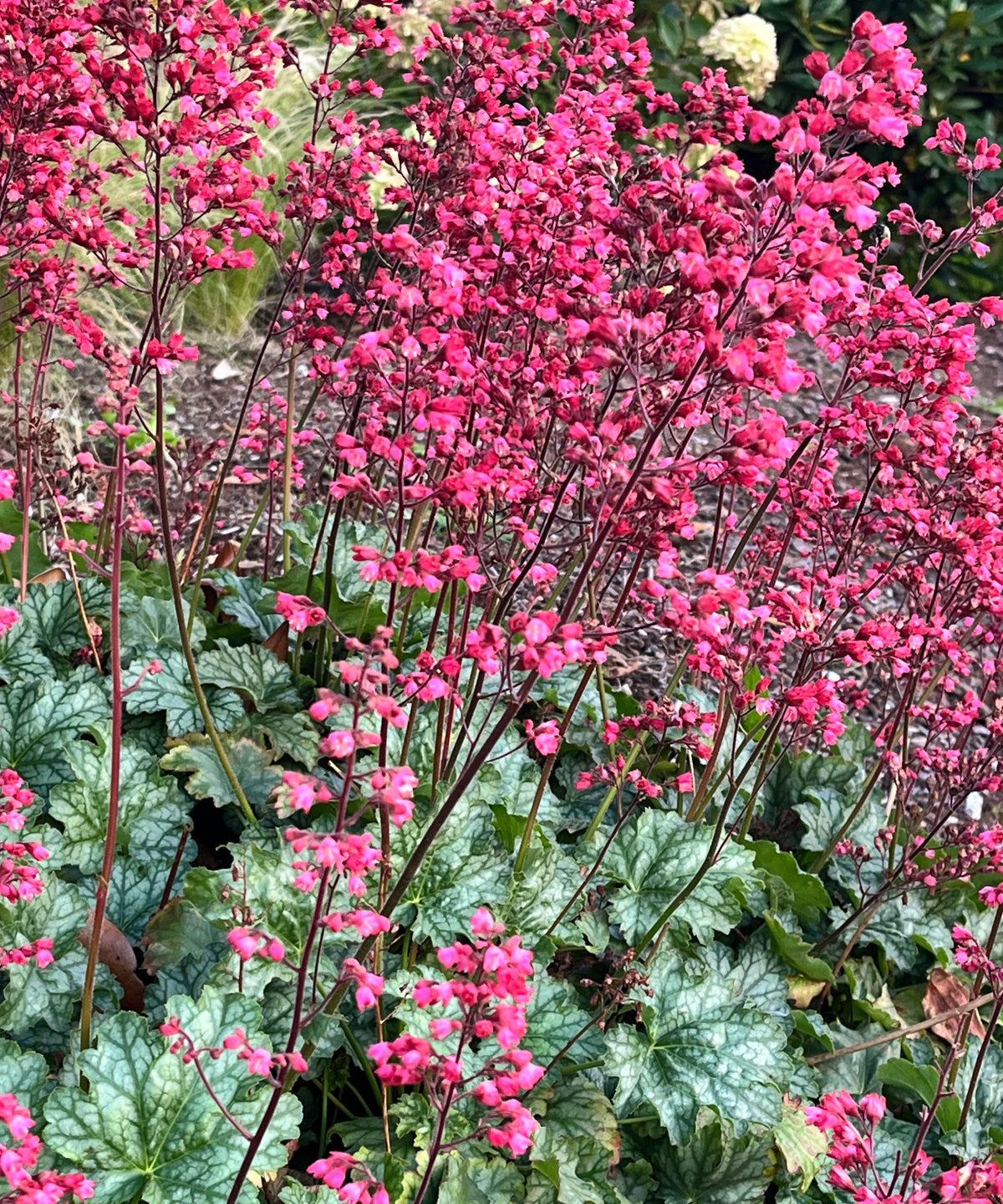 Coral Bells Heuchera Flower seeds for Planting - Wildflower Mix, Heirloom & GMO Free Seeds for Home Garden