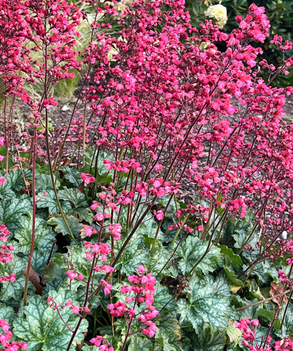 Coral Bells Heuchera Flower seeds for Planting - Wildflower Mix, Heirloom & GMO Free Seeds for Home Garden